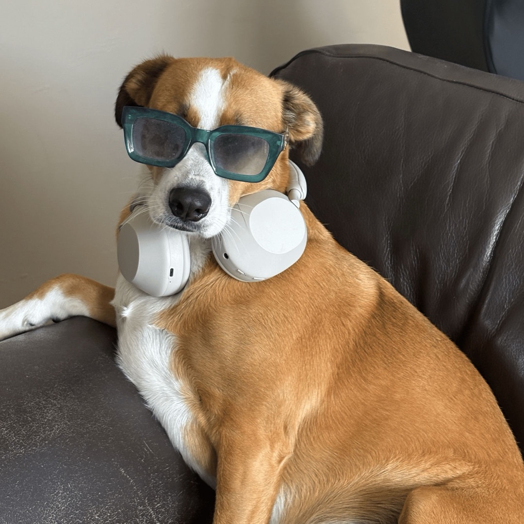 Musket, a tan and white dog, stretched out on a leather couch wearing sunglasses, with a pair of headphones resting around her neck.